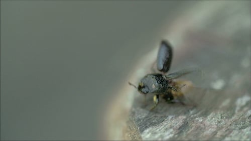 A Black Beetle Flying