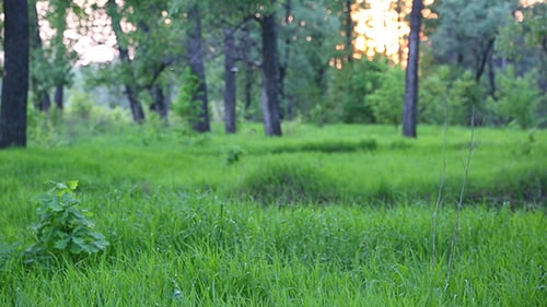 Summer Forest Landscape At Sunset