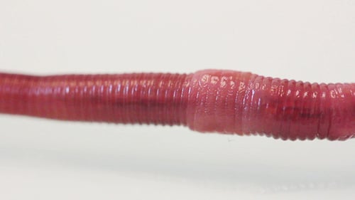Red Worm