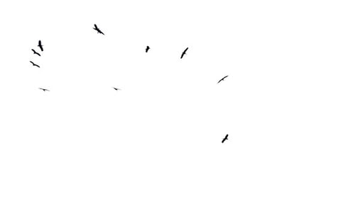 Flock of Birds Silhouetted Flying on White
