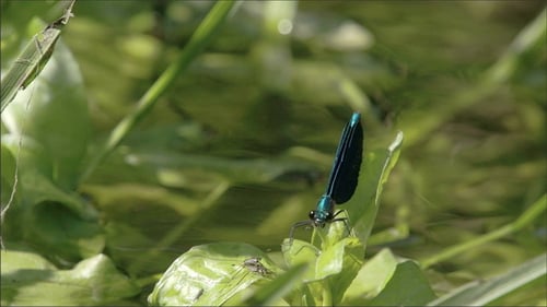 Eine Damselfly auf dem Blatt