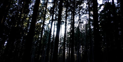 Long Huge Trees in Forest 2