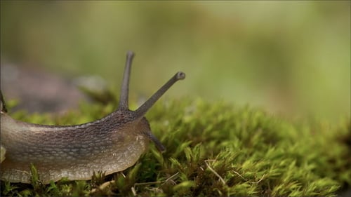 The Snails Head Getting Out of the Shell