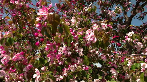 Les fleurs de cerisier