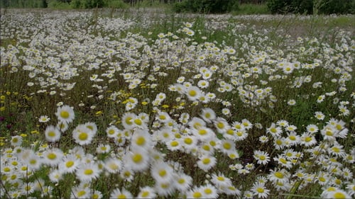 White Daisy Flowers Swaying in the Meadow