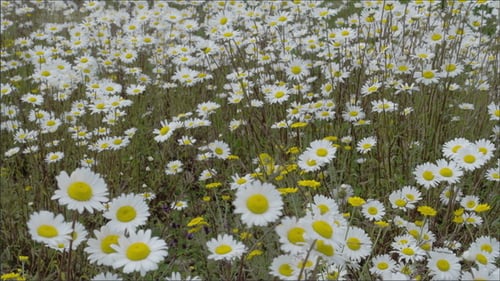 White Daises on the Field