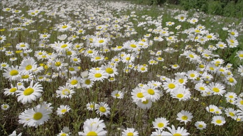 Field of Daisies Blooming in a Rural Setting