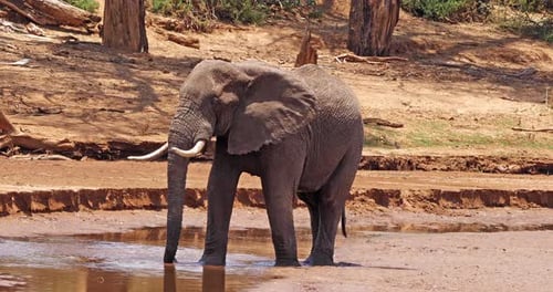 Afrikanischer Elefant, loxodonta africana, Erwachsener beim Baden am Fluss, Samburu Park in Kenia