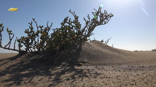 Tempête de sable et dérive avec l'érosion éolienne 1