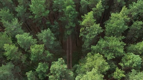 Aerial Road Pine Forest Top View