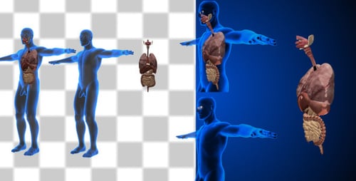 3D Human Body Anatomy X-Ray Scan with Internal Organs Visualization