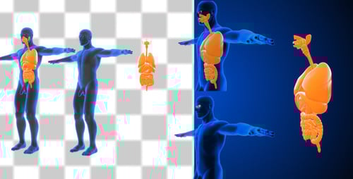 3D Animated Human Torso with Internal Organs for Medical Education