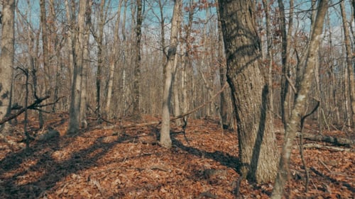 Caminando por el bosque