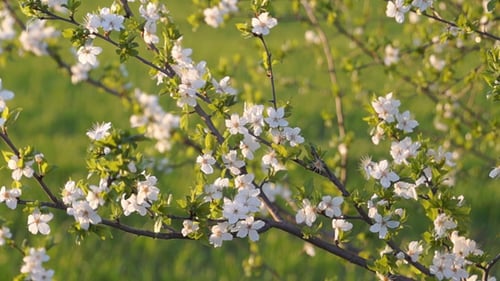 Spring Evening in the Fruit Orchard