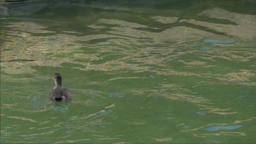 A Eurasian Coot Floating and Swimming on the Lake