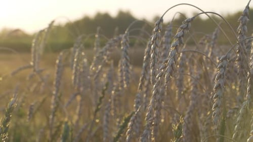 Golden Wheat Field at Sunset