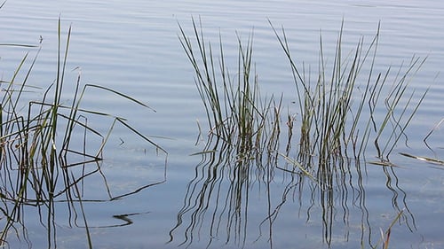 Pflanzen auf dem Sommerteich