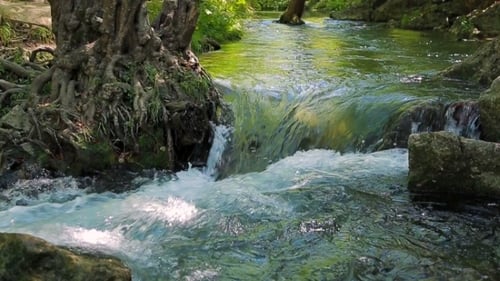 Rivière qui coule dans la forêt