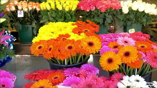Colorful Flowers being Displayed on the Flower