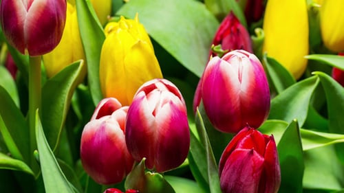 Close Up of Colorful Tulips Blooming