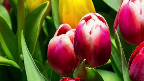 Vibrant Close Up Shot of Spring Tulips