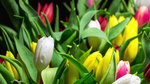 Colorful Tulips Blooming in Spring Time