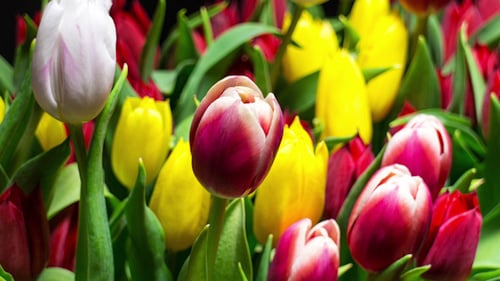 Close Up View of Colorful Tulip Blossoms