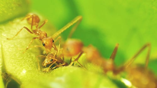 Ants on a Tree Branch 06