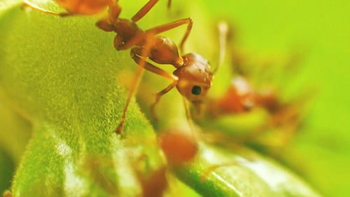 Ants on a Tree Branch 05