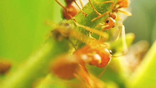 Ants on a Tree Branch 02