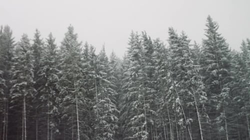 Strong Snow Comes On The Background Of Christmas