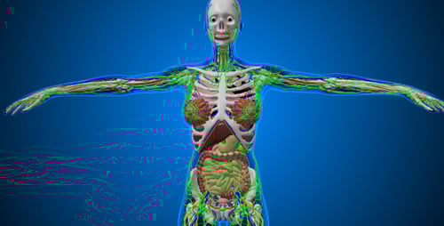 3D Human Anatomy Model: Skeletal, Organ, Vascular, and Lymphatic Systems