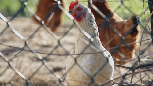 Chickens