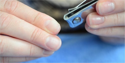 Adult Trims Fingernails with Nail Clippers, Close-Up