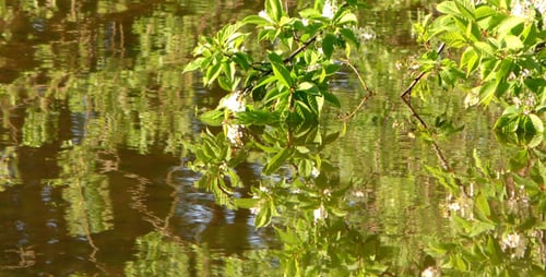 Leaves and Flowers on Green Lake
