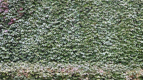 Green Wall