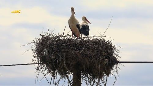 Weißstorchennest 2