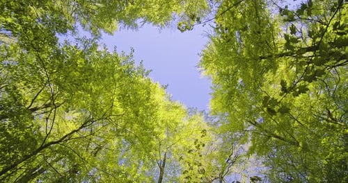 Tilted Upward Orbiting Shot of Top of Trees Against Blue Sky in the Forest