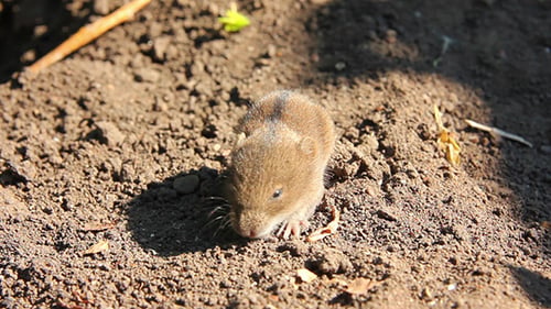 Kleine Maus im Feld