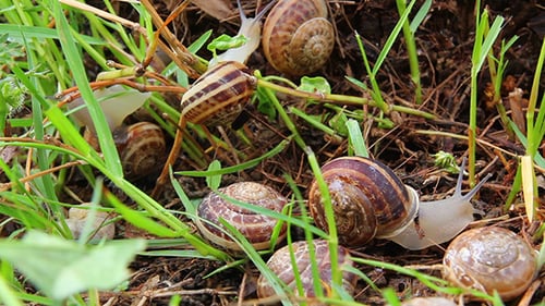 Schnecken im Gras