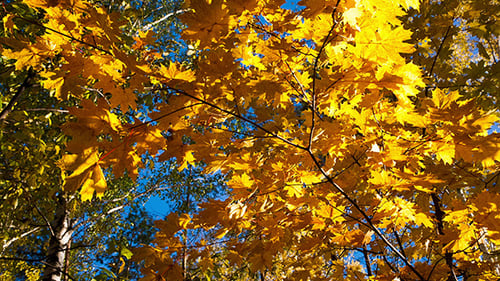 Hojas de otoño