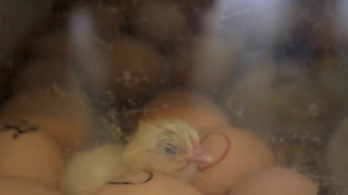 Newly Hatched Chick On a Chicken Farm In Incubator
