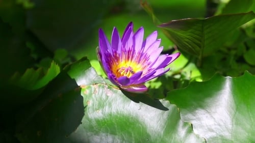Lotus Flower