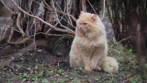 Grand chat duveteux
