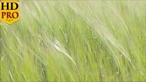 Green Ryes or Crops from the Fields Waving