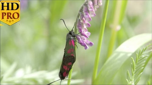 Uma borboleta preta manchada vermelha pendurada