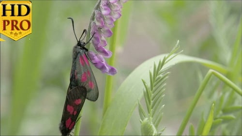 Red-Spotted Moth on Purple Flower in Green Field