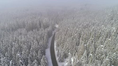 Snow covered forest with the road in the middle during foggy weather