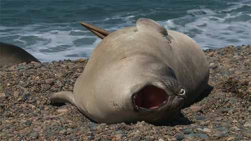 Fur Seal