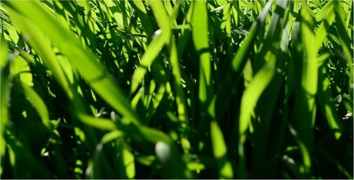 Grass 7